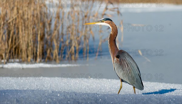 Ai generated, animal, animals, bird, birds, biotope, habitat, a, individual, swims, waters, reeds, water lilies, blue sky, foraging, wildlife, summer, seasons, purple heron (Ardea purpurea)