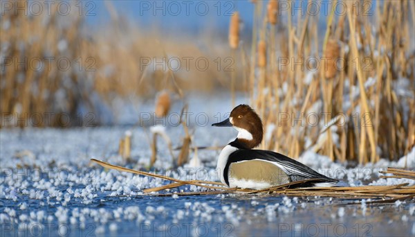 Ai generated, animal, animals, bird, birds, biotope, habitat, a, individual, swims, water, reeds, water lilies, blue sky, foraging, wildlife, summer, seasons, goldeneye