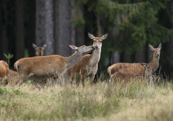 Red deer (Cervus elaphus) hind, red deer and slender deer standing on a forest meadow, social behaviour, captive, Germany, Europe