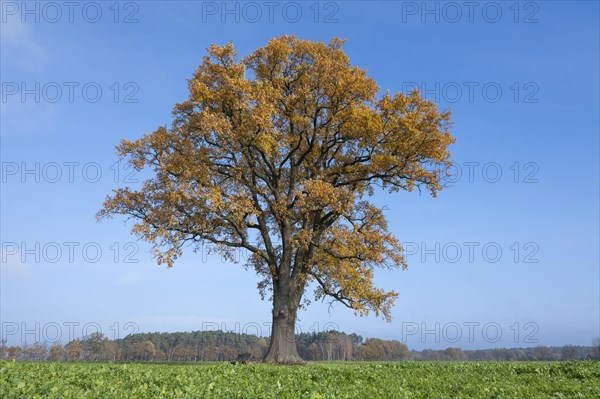 English oak (Quercus robur), solitary tree with autumn-coloured leaves, blue sky, Lower Saxony, Germany, Europe