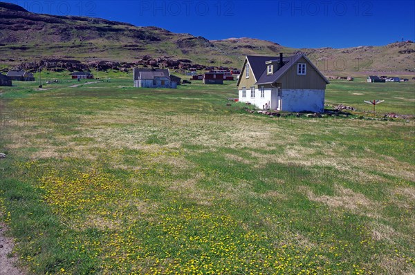 Houses are scattered across a flowering meadow in a barren landscape, Igaliku, Greenland, Denmark, North America