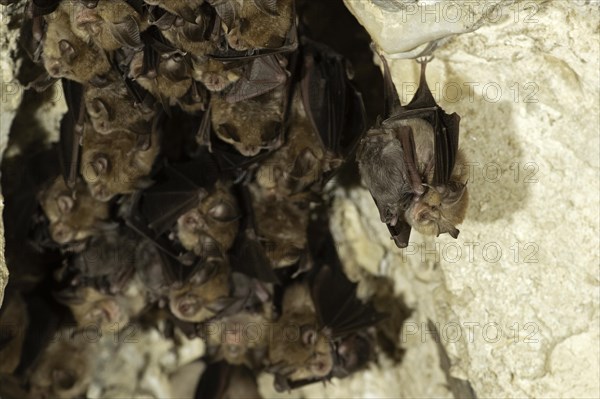 Lesser horseshoe bat (Rhinolophus hipposideros), female with young in maternity roost, bat threatened with extinction in Germany, Thuringia, Germany, Europe