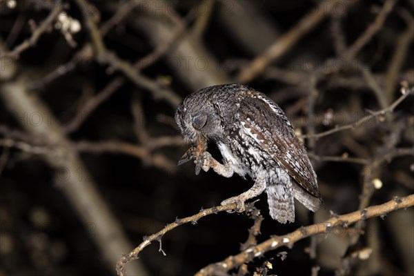 African scops owl (Otus senegalensis) with cicada as prey, Namibia, Africa
