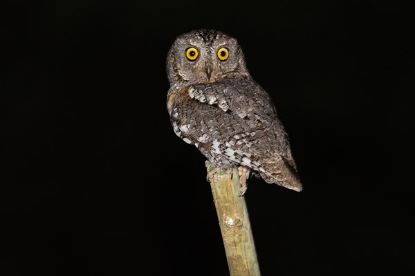 African scops owl (Otus senegalensis), Namibia, Africa