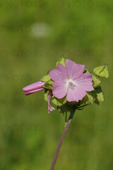 Mallow, musk mallow (Malva moschata), flower in a meadow, medicinal plant, aromatic plant, medicinal use, Wilnsdorf, North Rhine-Westphalia, Germany, Europe