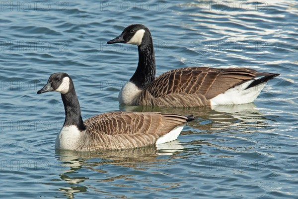 Canada goose two birds swimming in water next to each other on the left seeing
