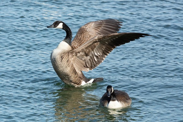 Canada goose two birds with open wings swimming side by side in water on the left