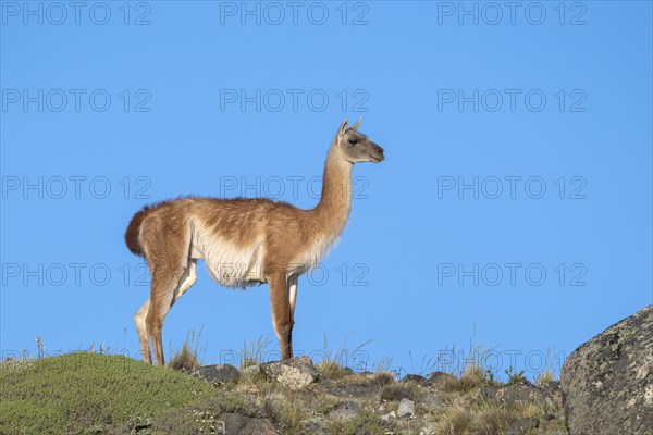 Guanaco (Llama guanicoe), Huanako, adult, in front of blue sky, Torres del Paine National Park, Patagonia, end of the world, Chile, South America