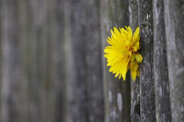 Yellow dahlia flower (Dahlia) growing through a grey weathered wooden garden fence, cottage garden, open-air museum Fladungen, Fladungen, Lower Franconia, Franconia, Bavaria, Germany, Europe