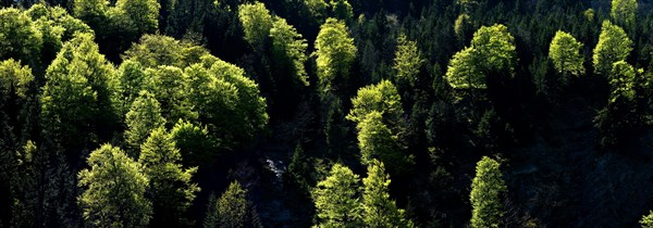 Mixed mountain forest in spring near Hinterriss, Tyrol, Austria, Europe