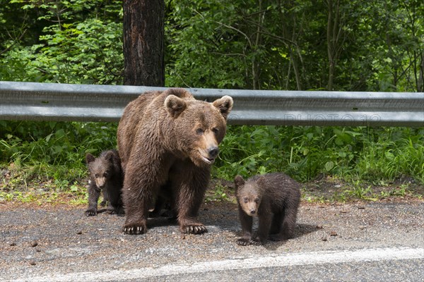 A female bear with two cubs standing next to a road in front of a forest, European brown bear (Ursus arctos arctos), cubs, Transylvania, Carpathians, Romania, Europe