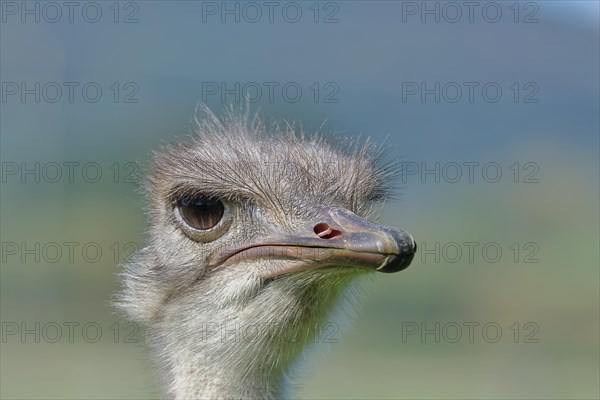 Common ostrich (Struthio camelus), animal portrait, captive, distribution Africa, Germany, Europe