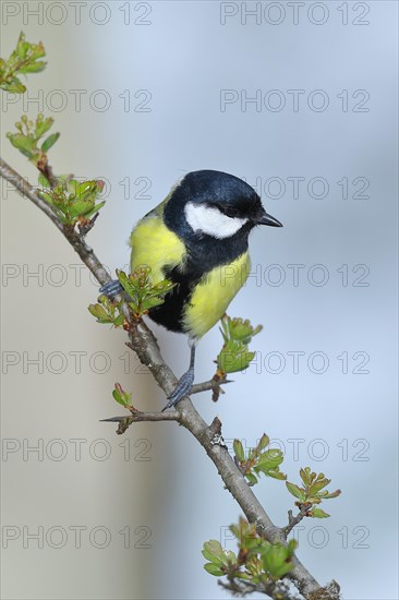 Great tit (Parus major) male sitting in a common hawthorn (Crataegus monogyna), North Rhine-Westphalia, Germany, Europe