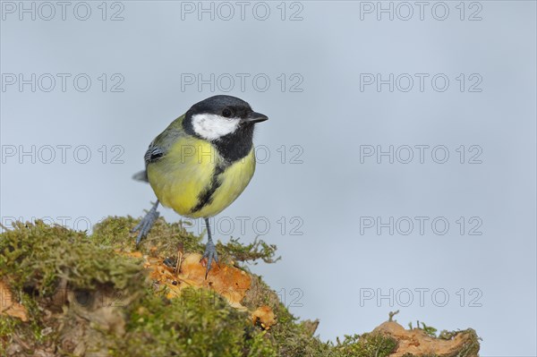 Great tit (Parus major), sitting on a moss-covered tree root, Wilnsdorf, North Rhine-Westphalia, Germany, Europe