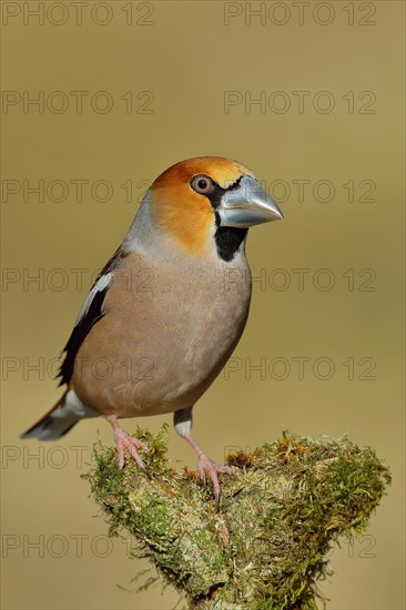 Hawfinch (Coccothraustes coccothraustes), male, sitting on a branch overgrown with moss, North Rhine-Westphalia, Germany, Europe