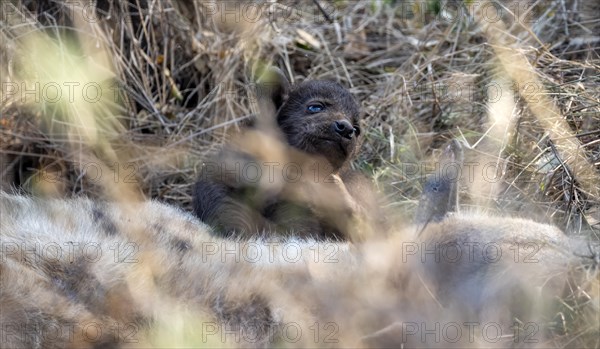 Spotted hyena (Crocuta crocuta), mother with young, lying in dry grass, Kruger National Park, South Africa, Africa