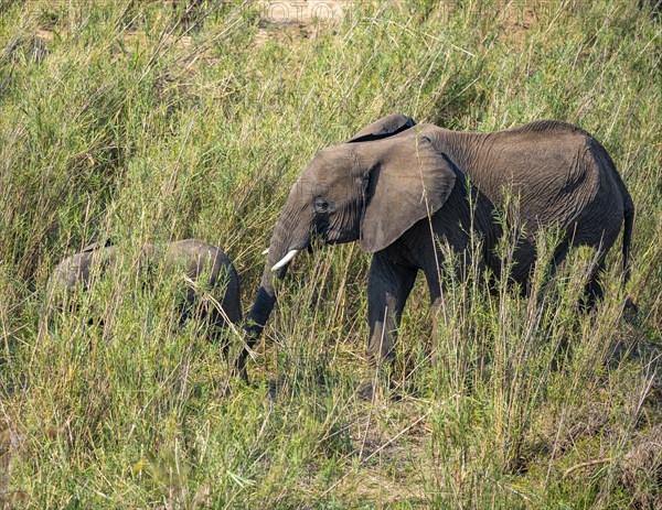 African elephant (Loxodonta africana), mother with young, feeding on the banks of the Sabie River, Kruger National Park, South Africa, Africa