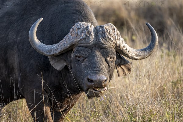 African buffalo (Syncerus caffer caffer) with grass in mouth, bull in African savannah, animal portrait, Kruger National Park, South Africa, Africa