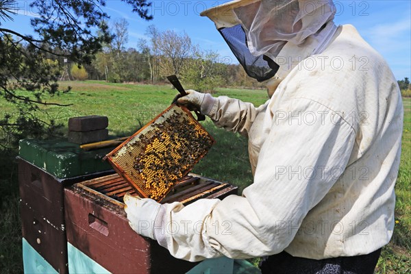 Beekeeper works on his hive