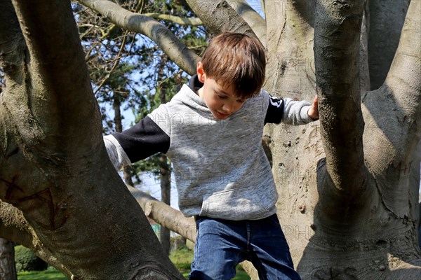 Seven-year-old boy climbs a tree