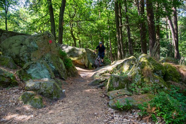 Mountain bikers on the road in the Palatinate Forest