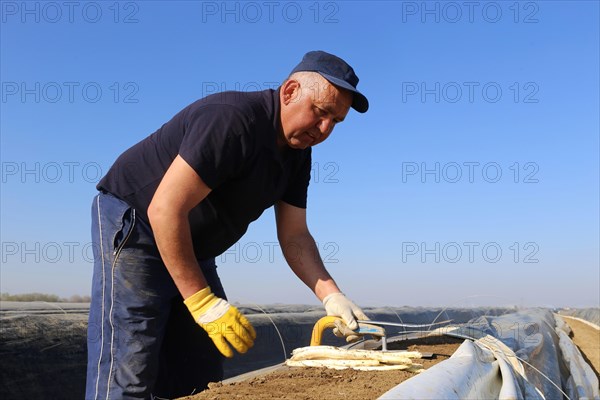 Harvest workers from Romania harvesting asparagus in a field near Mutterstadt, Rhineland-Palatinate