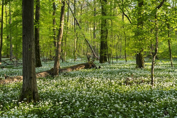 A sunny deciduous forest with white flowering ramson (Allium ursinum) in spring. Dead wood lies on the forest floor. Rhine-Neckar district, Baden-Wuerttemberg, Germany, Europe