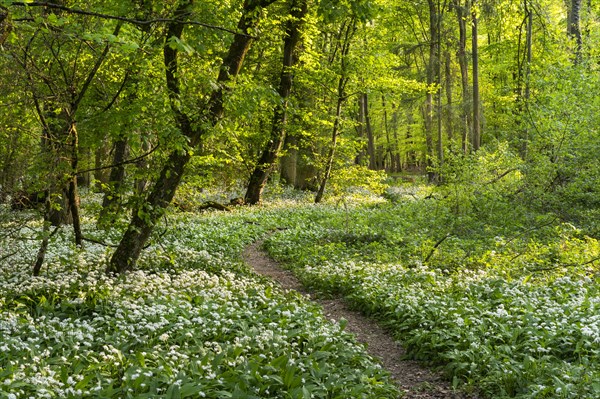 A path leads through a deciduous forest with white flowering ramson (Allium ursinum) in spring in the evening sun. Rhine-Neckar district, Baden-Wuerttemberg, Germany, Europe