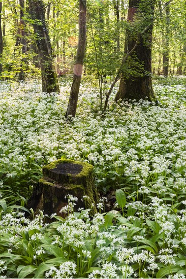 A deciduous forest with white flowering ramson (Allium ursinum) in spring in the evening sun. A tree stump in the foreground. Rhine-Neckar district, Baden-Wuerttemberg, Germany, Europe