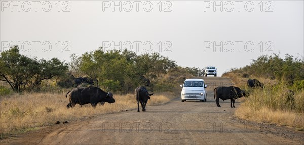 Tourists in a car on a dirt road during a safari, african buffalo (Syncerus caffer caffer) crossing the road, Kruger National Park, South Africa, Africa