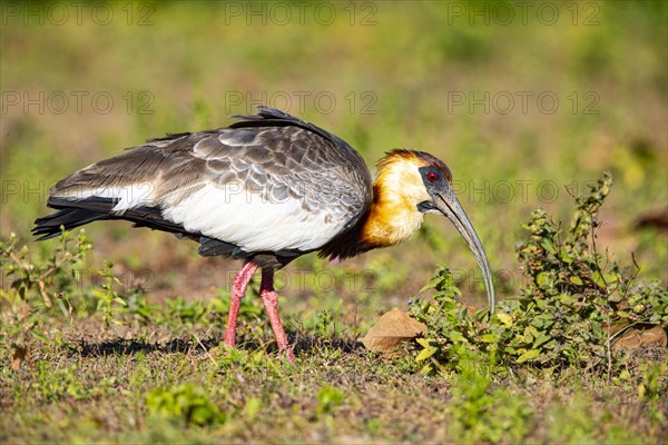 White-necked Ibis (Theristicus caudatus hyperorius) Pantanal Brazil