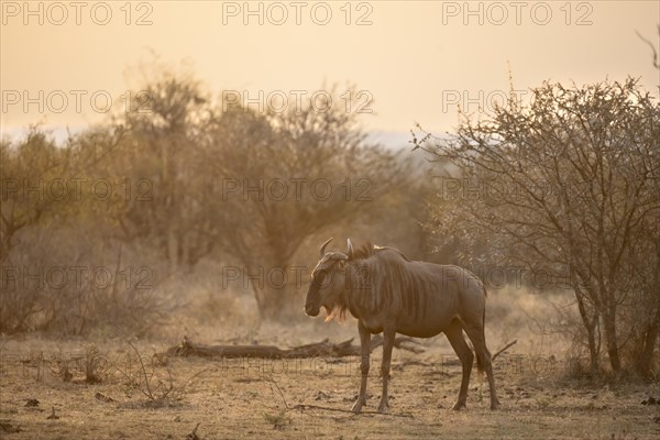 Blue wildebeest (Connochaetes taurinus) in the evening light, Kruger National Park, South Africa, Africa