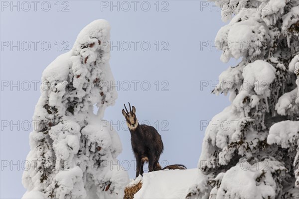 Chamois (Rupicapra rupicapra), standing in the snow, frontal, mountain forest, Ammergau Alps, Upper Bavaria, Bavaria, Germany, Europe