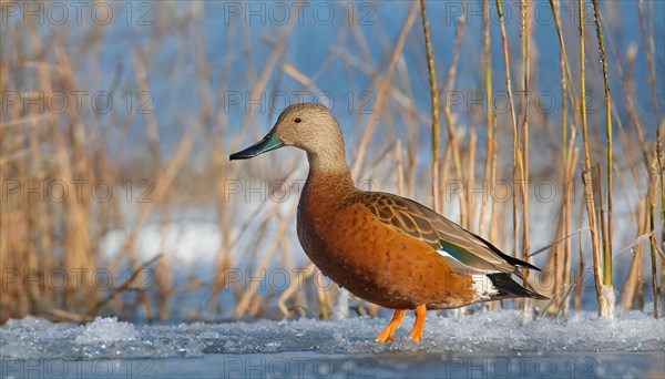 KI generated, animal, animals, bird, birds, biotope, habitat, a, individual, swims, water, reeds, water lilies, blue sky, foraging, wildlife, summer, seasons, northern shoveler (Spatula clypeata), female