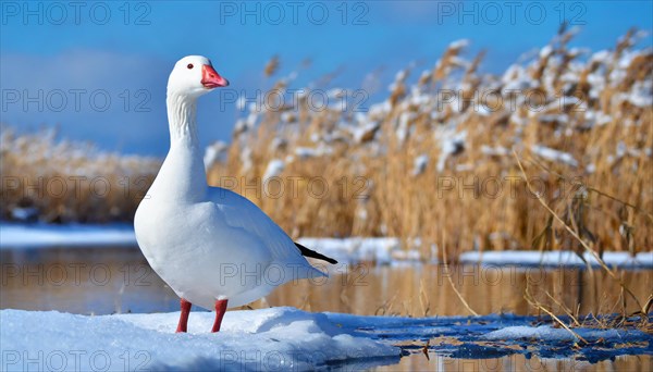 Ai generated, animal, animals, bird, birds, biotope, habitat, a, individual, swims, waters, reeds, water lilies, blue sky, foraging, wildlife, summer, seasons, mute swan (Cygnus olor)