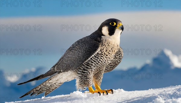 KI generated, animal, animals, bird, birds, biotope, habitat, one, individual, stands, snow, ice, winter perch, summer, peregrine falcon (Falco peregrinus) blue sky