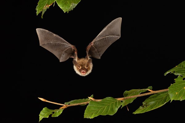 Bechstein's bat (Myotis bechsteinii) in flight, Lower Saxony, Germany, Europe