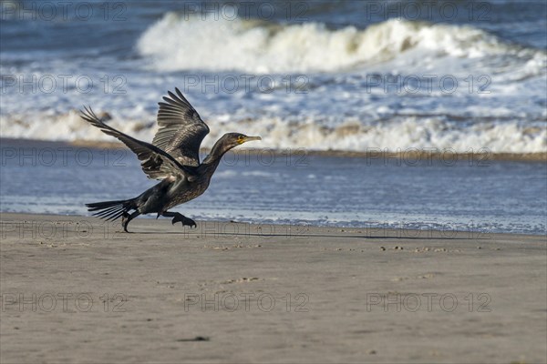 Great cormorant (Phalacrocorax carbo) taking off to fly, Henne Strand, Syddanmark, Denmark, Europe