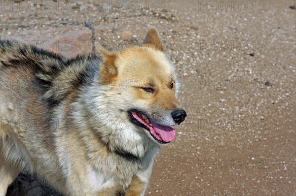 Sled dog in rugged mountain landscape, Sisimuit, Greenland, Denmark, North America