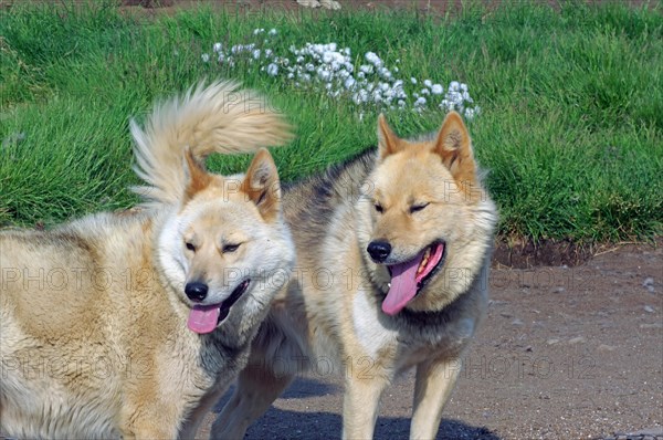 Sled dogs in front of a meadow, Sisimuit, Greenland, Denmark, North America