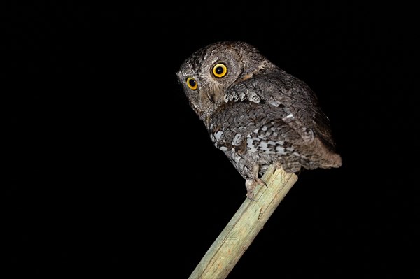 African scops owl (Otus senegalensis), Namibia, Africa