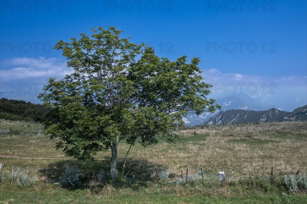Aeriel view Italy Lonely tree on green grass from Lessinia Regional Natural Park
