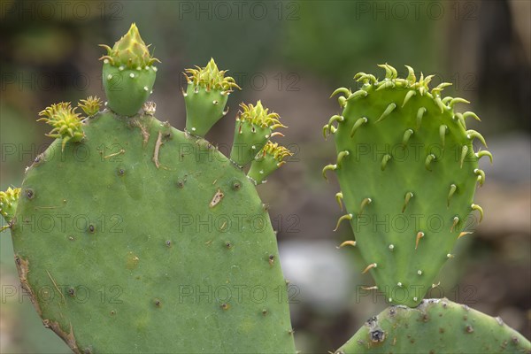 Cactus pear (Opuntia ficus-indica), Botanical Garden, Erlangen, Middle Franconia, Bavaria, Germany, Europe