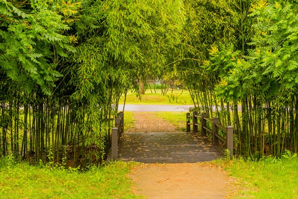 Footbridge tunnel of young bamboo sprouts in public wilderness park on sunny day in South Korea