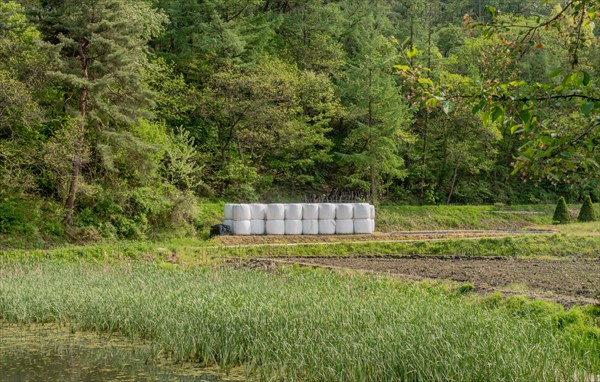 Round bales of hay in white wrapping in front of treeline