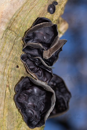 Judas ear several ear-shaped dark brown fruiting bodies on top of each other on a tree trunk against a blue sky