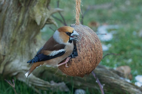 Hawfinch with food in beak sitting on food dish looking right