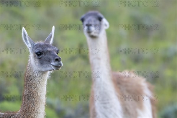 Guanaco (Llama guanicoe), Huanaco, adult, animal portrait, Torres del Paine National Park, Patagonia, end of the world, Chile, South America