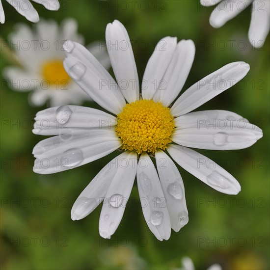 Flower of a daisy (Leucanthemum vulgare) with raindrops, close-up