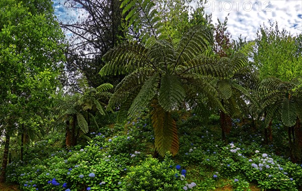 Lush green forest with ferns and blue flowering plants, Terra Nostra Park, Furnas, Sao Miguel, Azores, Portugal, Europe